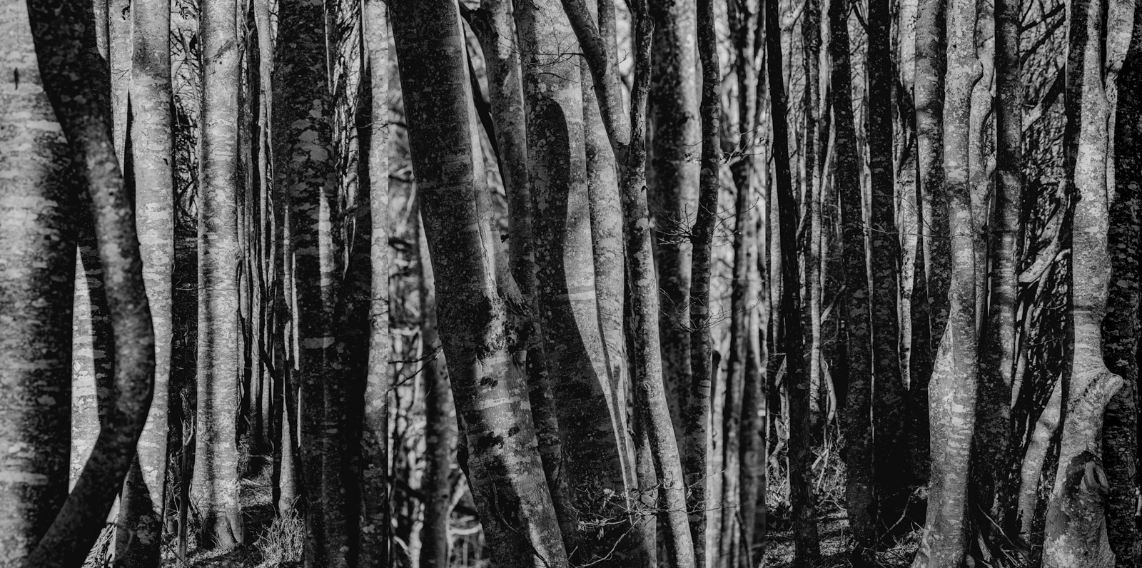 arbres saleve_1600px_3x9281