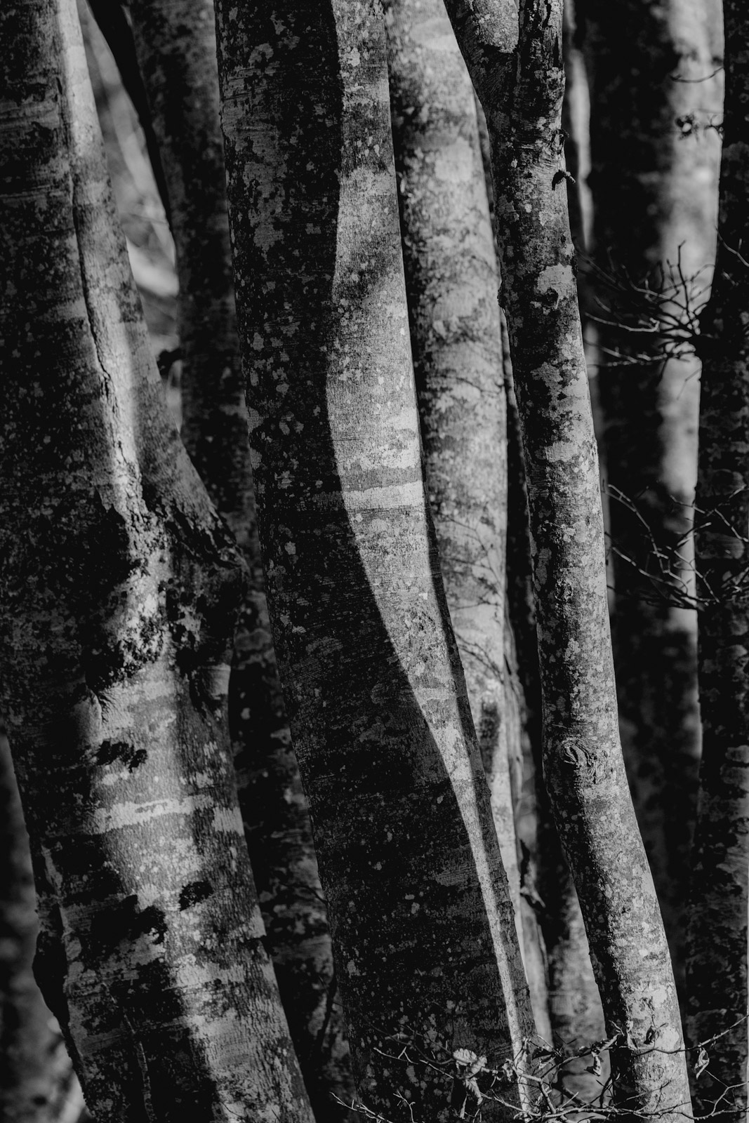 arbres saleve_1600px_9272