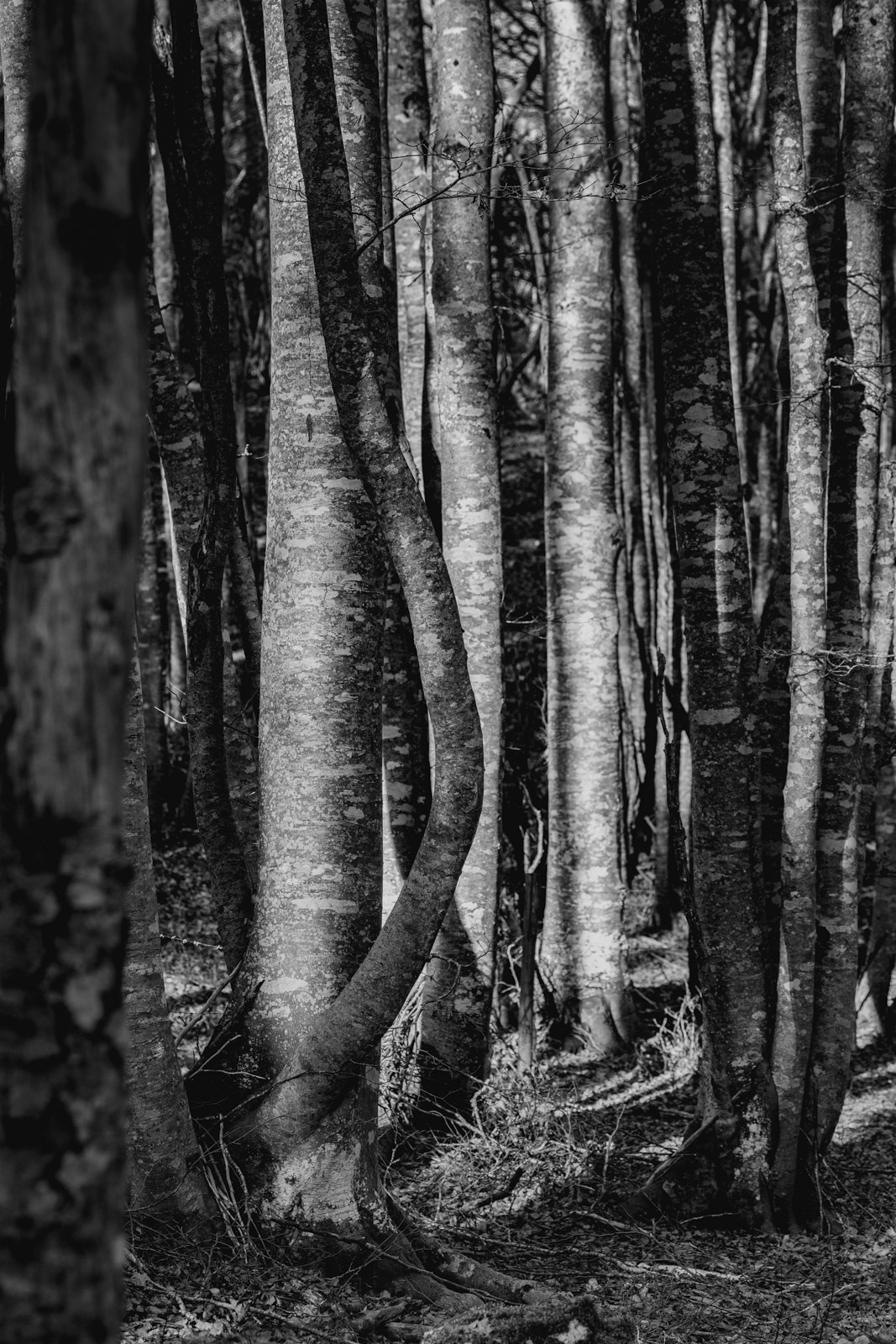 arbres saleve_1600px_9298