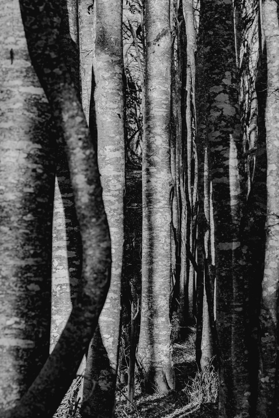 arbres saleve_1600px_9301