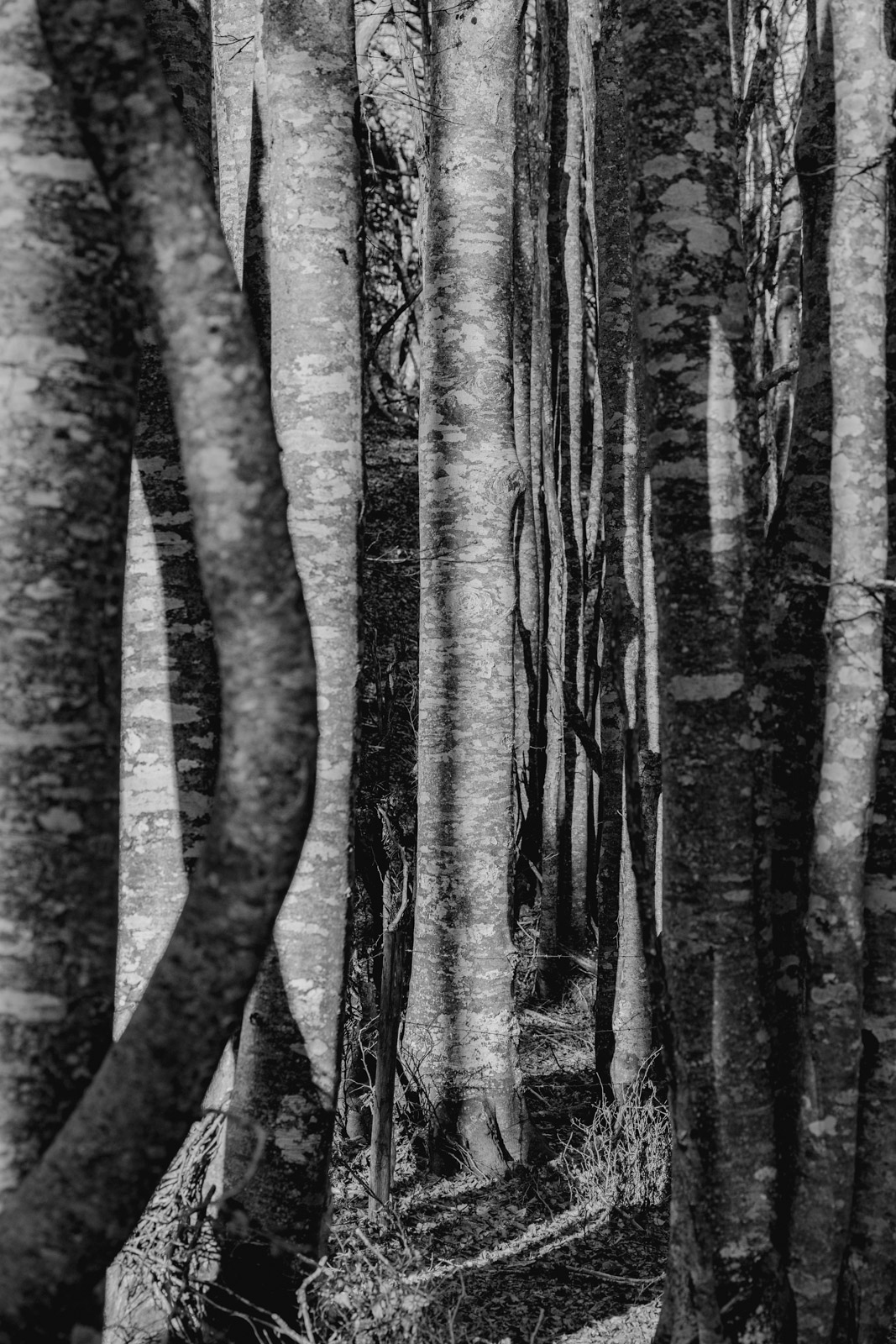arbres saleve_1600px_9302