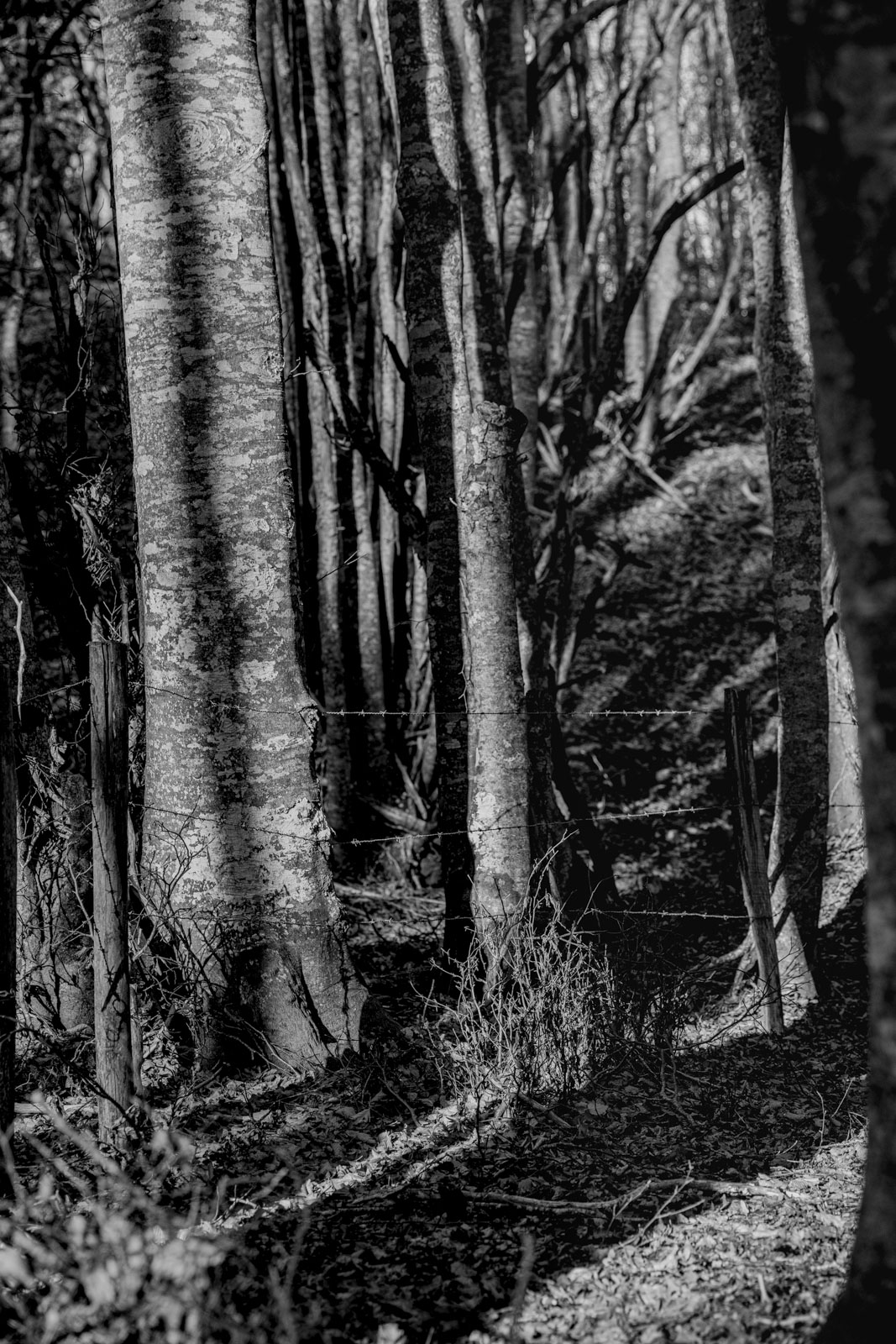 arbres saleve_1600px_9305