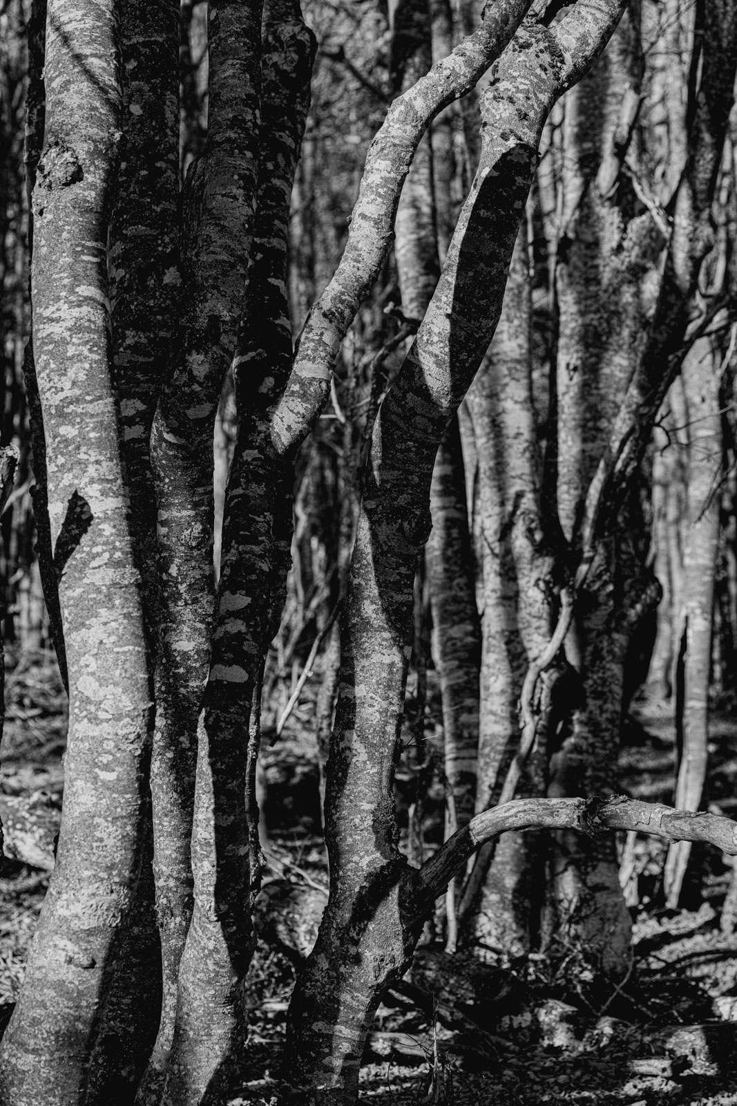 arbres saleve_1600px_9327