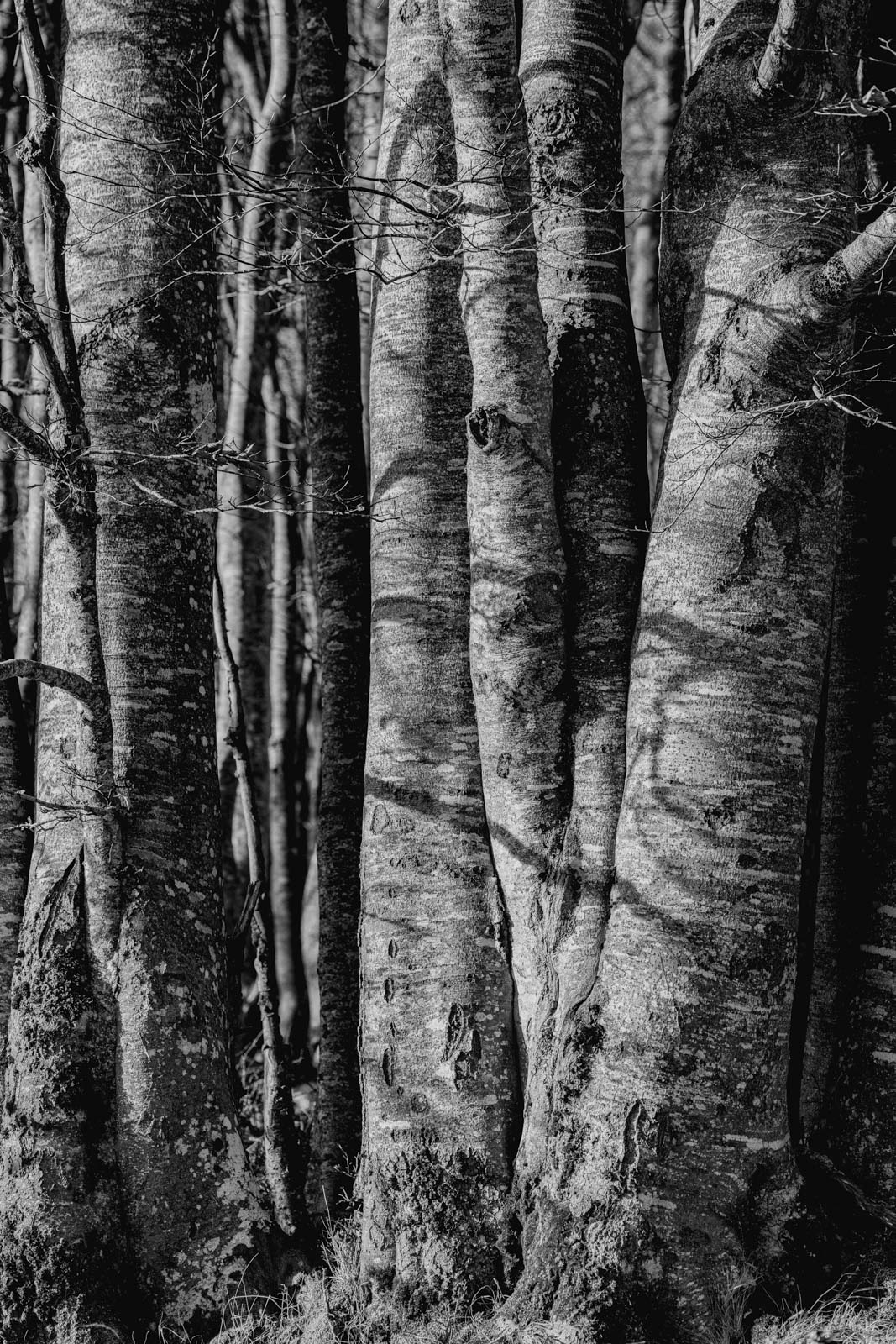 arbres saleve_1600px_9344