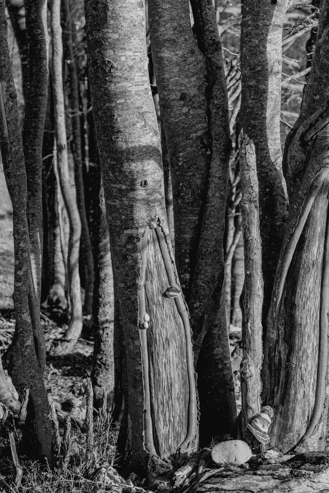 arbres saleve_1600px_9358
