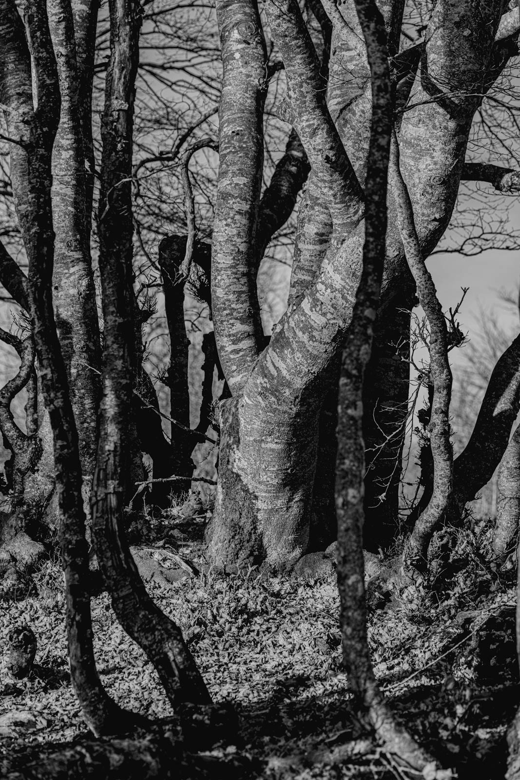 arbres saleve_1600px_9360