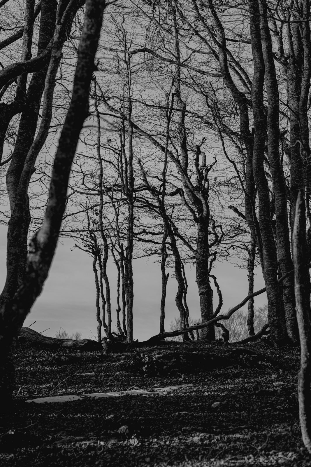 arbres saleve_1600px_9363